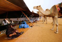 Image du Maroc Professionnelle de  Une grande  famille nomade originaire du désert attend sous sa tente familiale le départ d'une course de chameaux. Cette festivité ainsi que d’autre sont organisé dans un site désertique sur lequel la ville de Tan Tan a toujours accueilli la majorité des tribus et des grandes familles nomades du désert lors d'un grand Moussem, Samedi 18 septembre 2004. Le festival parrainé par l'UNESCO rassemble des milliers de nomades du Maroc. (Photo / Abdeljalil Bounhar)

 